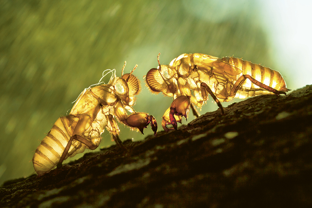 Two insect shells stand opposite each other on a branch and are illuminated by light. 