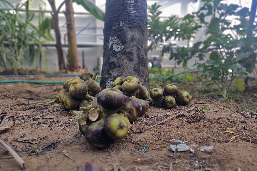Okra fruits lay in front of the tree.