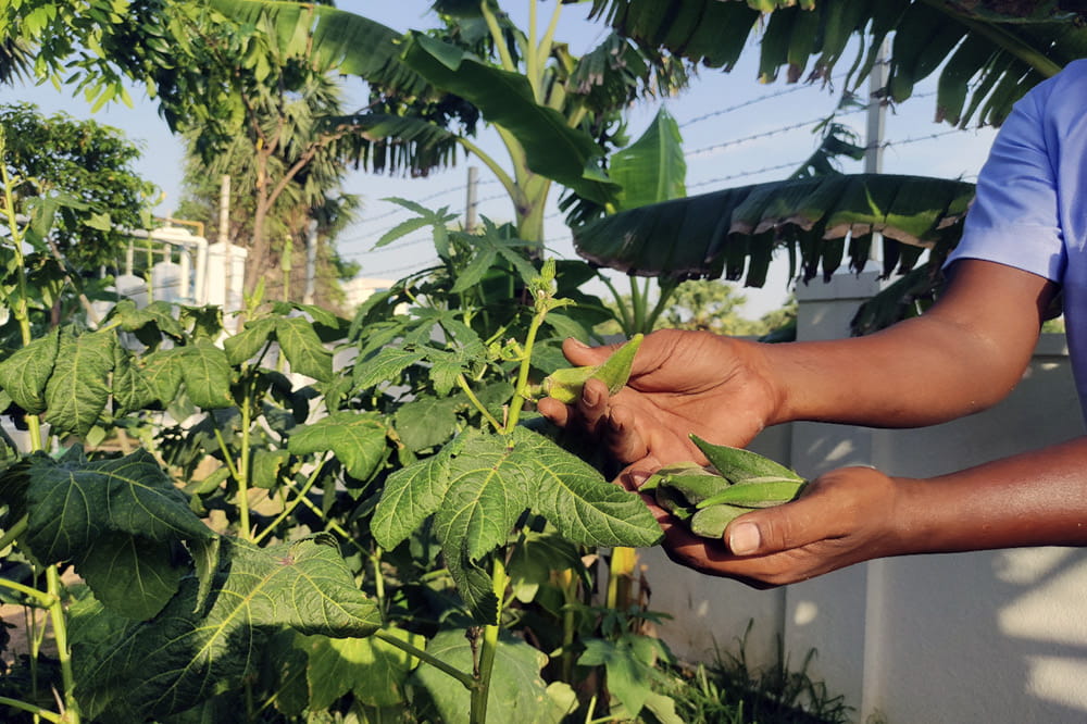Hands are touching the leafs of a plant.