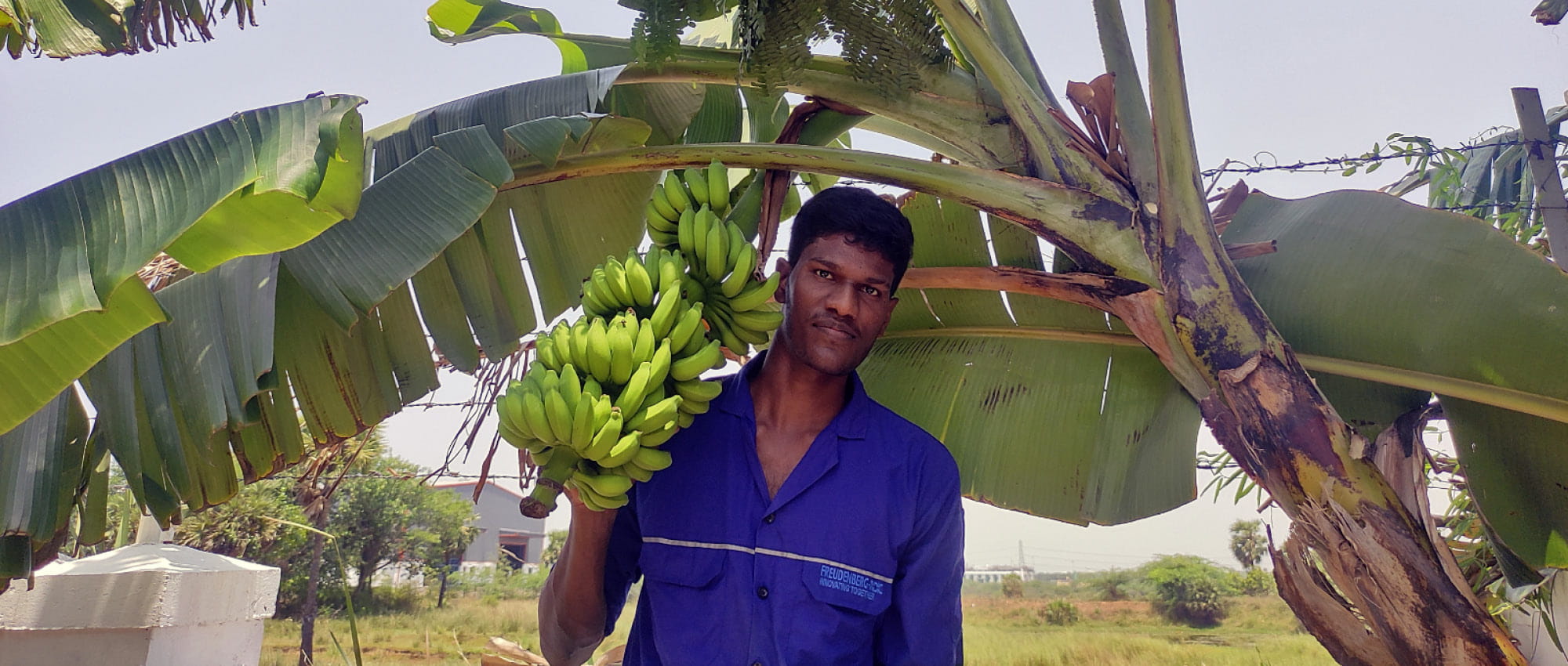 A man in a blue shirt stands in front of a banana tree and holds bananas in his hand. 