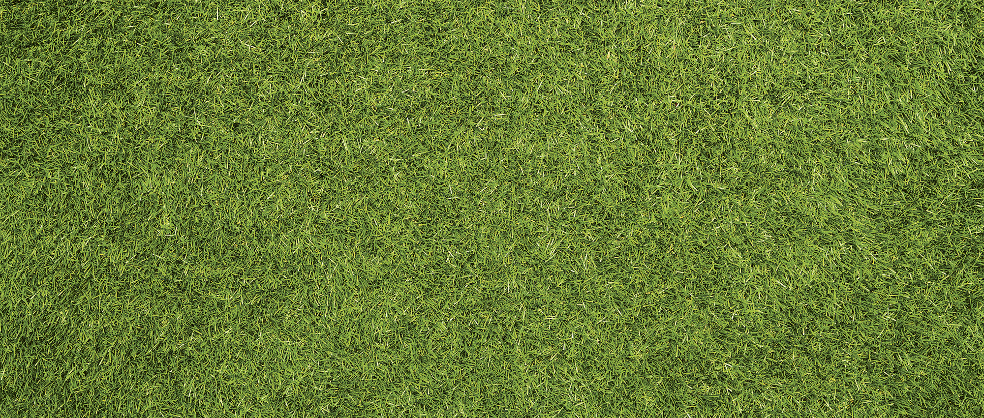 Green grass. Copyright: iStock/Nastco