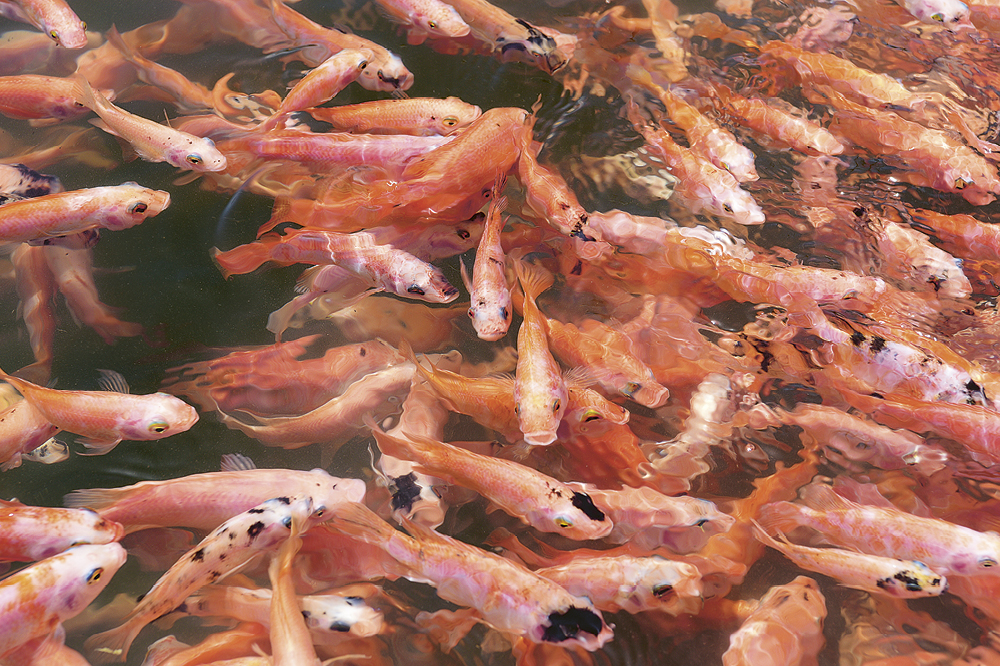 Ein Schwarm kleiner roter Fische.