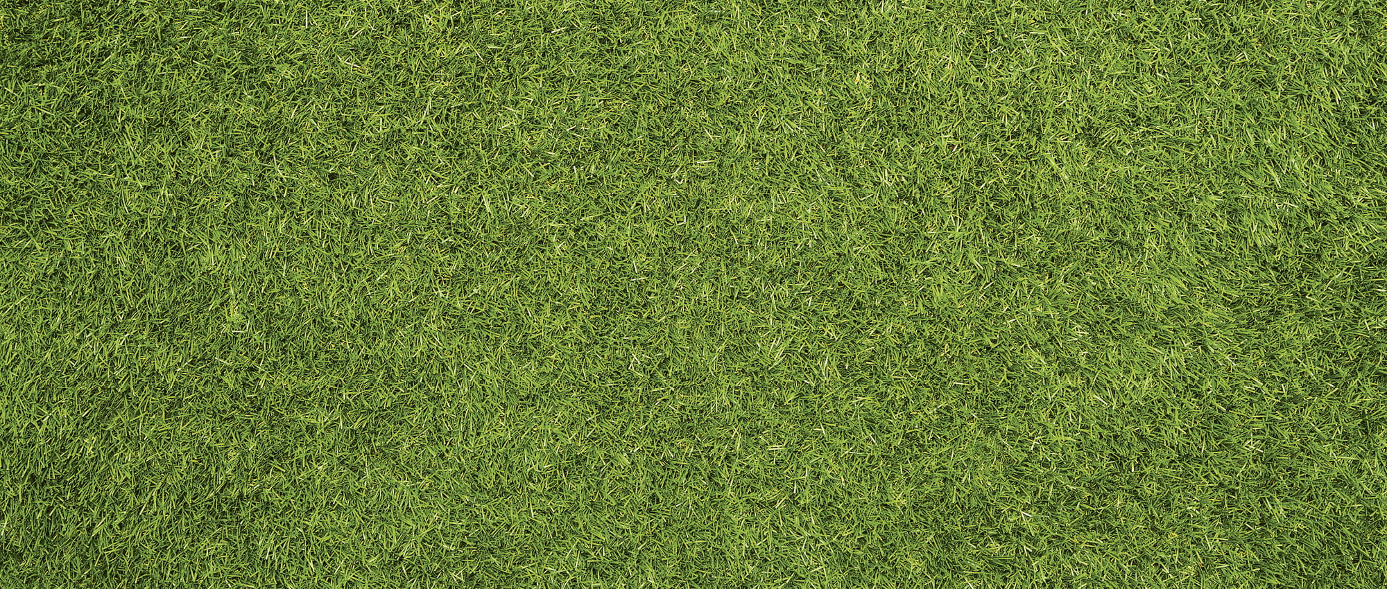 Grünes Gras. Copyright: iStock/Nastco